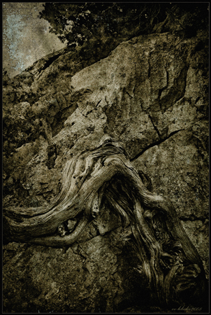 Tree and stone
---------
 (  ,      )