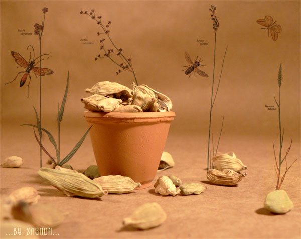 ="Spices"=
---------
 (  ,      )