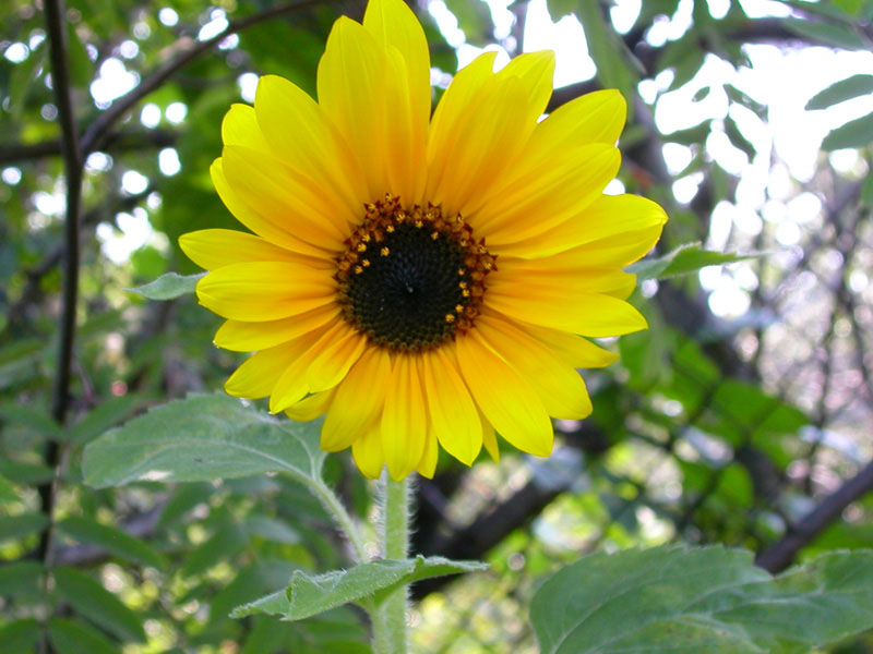 Sun Flower
---------
 (  ,      )