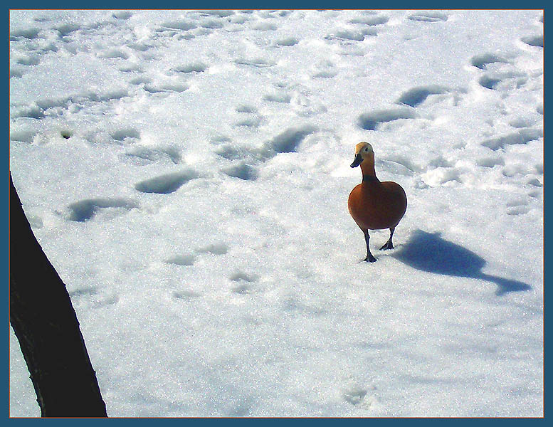  
---------
 (  ,      )