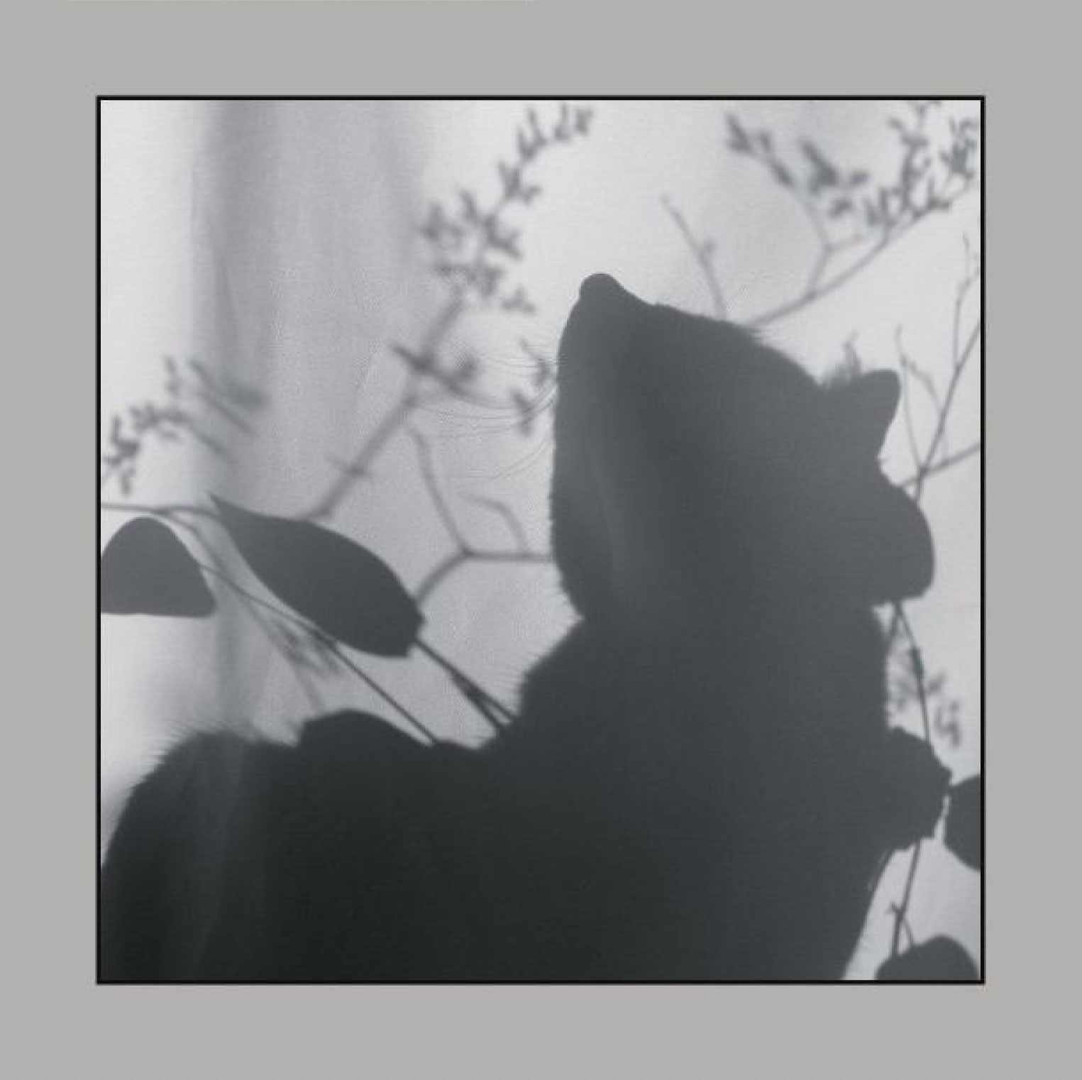 shadow of a cat at a window
---------
 (  ,      )