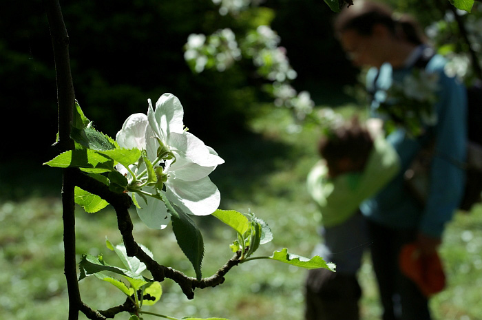 [blossom]
---------
 (  ,      )