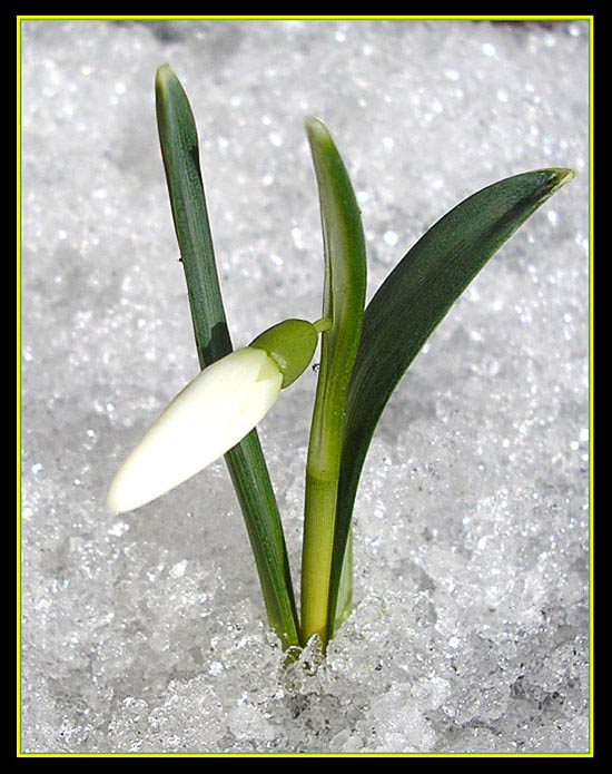 snowdrop
---------
 (  ,      )