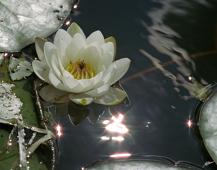 ��� ��������
---------
 (�������� �� �����������, ����� ������� ��� � ������ �����)