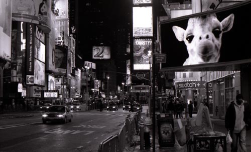 [times.square]
---------
 (  ,      )