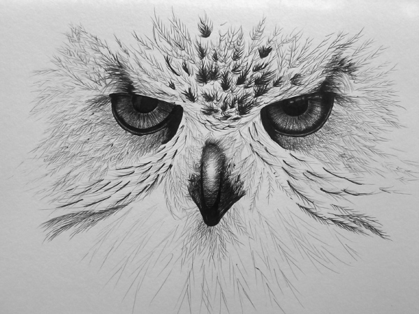 Owl
---------
 (  ,      )