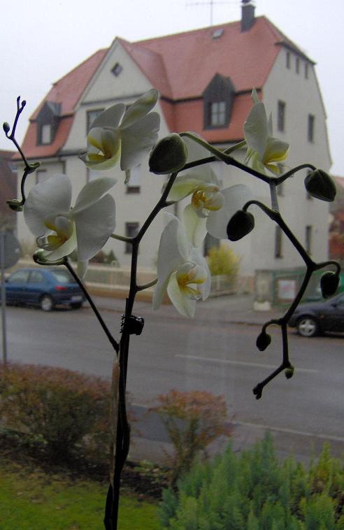 Phalaenopsis
---------
 (  ,      )