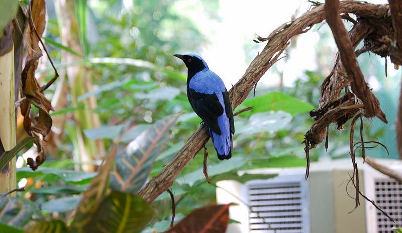 Blue note
---------
 (  ,      )