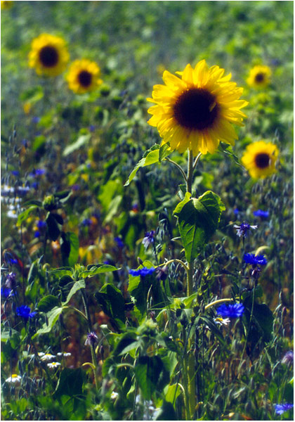 ****
---------
 (�������� �� �����������, ����� ������� ��� � ������ �����)