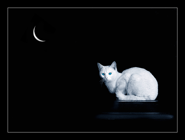 The cat of the MOON
---------
 (�������� �� �����������, ����� ������� ��� � ������ �����)