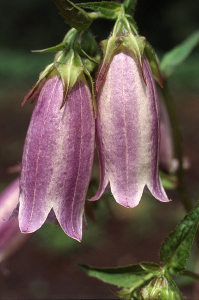 Campanula punctata-5
---------
 (  ,      )