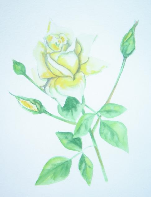 Yellow rose
---------
 (  ,      )