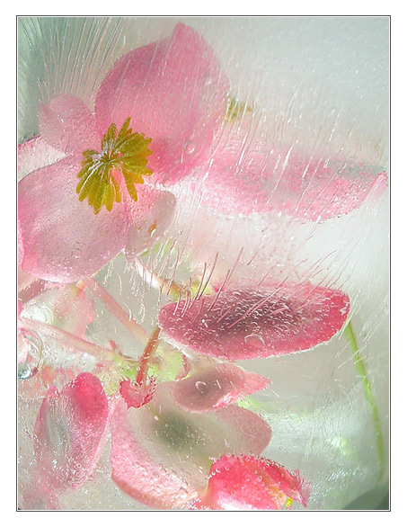 frost
---------
 (�������� �� �����������, ����� ������� ��� � ������ �����)