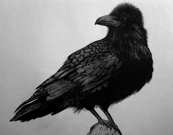 Crow
---------
 (  ,      )