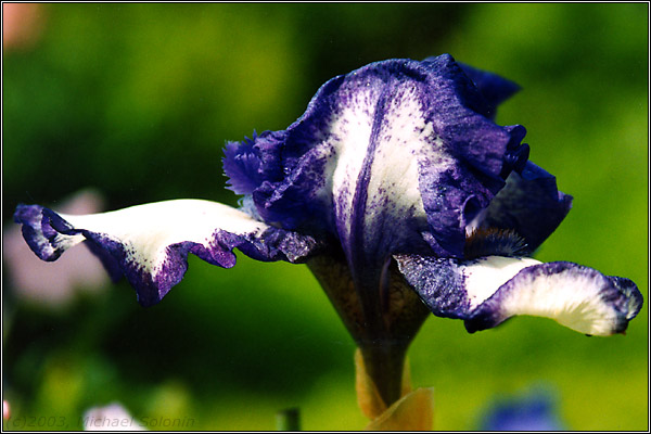 Faerie Dragon head :)
---------
 (  ,      )