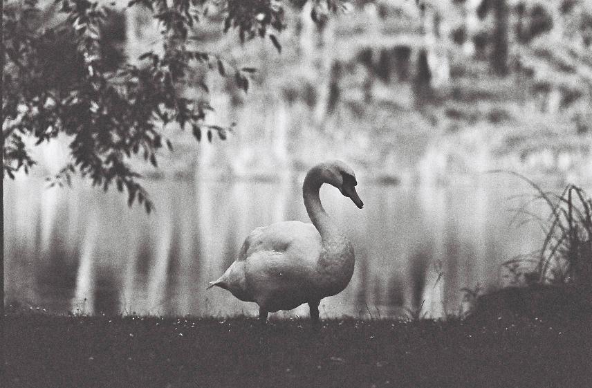 swan lake
---------
 (  ,      )