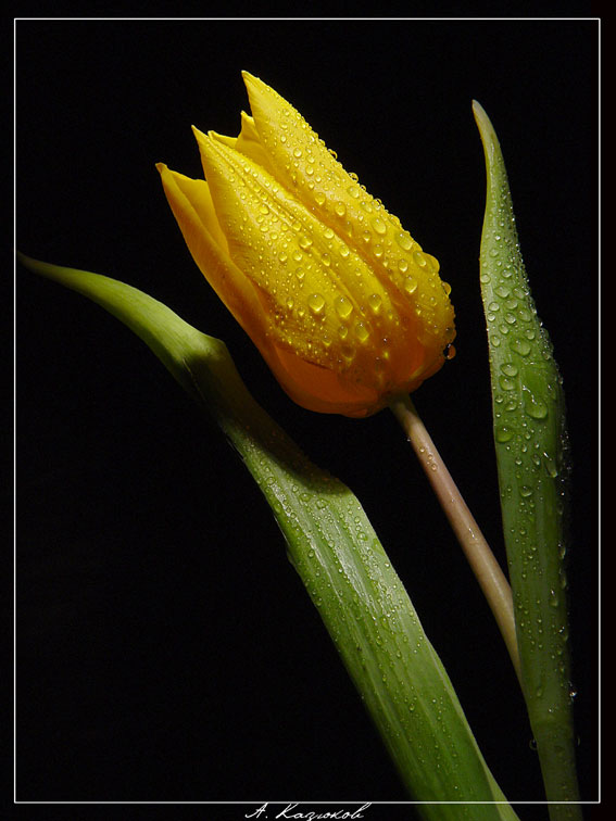 ***
---------
 (  ,      )