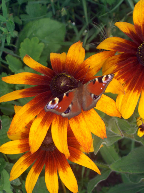 ����� ����
---------
 (�������� �� �����������, ����� ������� ��� � ������ �����)