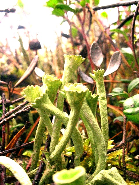 Cladonia
---------
 (  ,      )