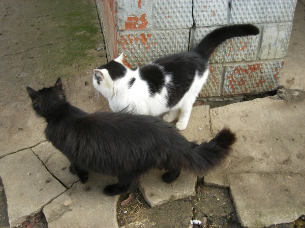 - !!
---------
 (  ,      )