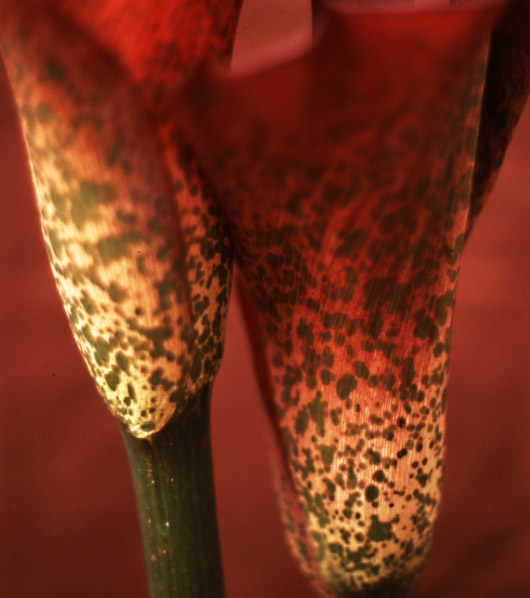 Amorphophallus
---------
 (  ,      )