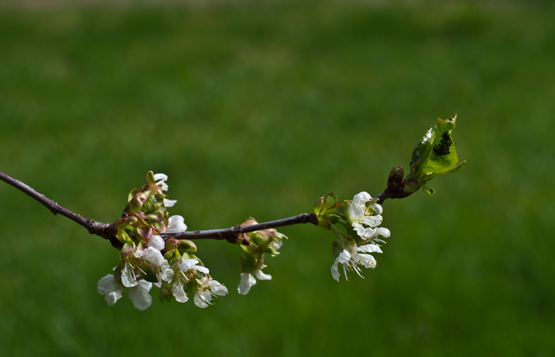 桜の花
---------
 (  ,      )