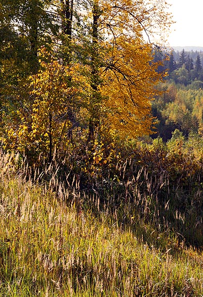 �����
---------
 (�������� �� �����������, ����� ������� ��� � ������ �����)