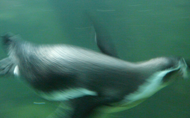 �������� �������
---------
 (�������� �� �����������, ����� ������� ��� � ������ �����)