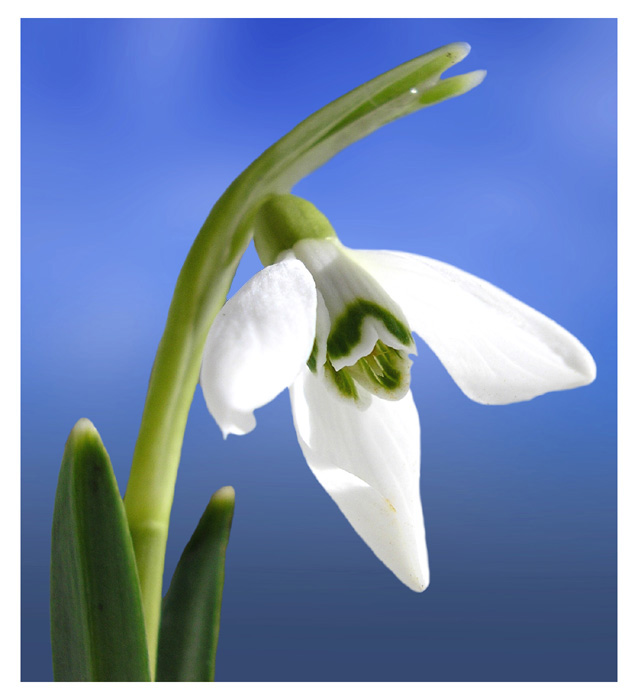 snowdrop5
---------
 (  ,      )