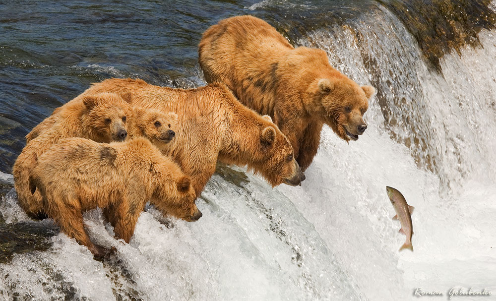  . Family Fishing. Grizzly
---------
 (  ,      )