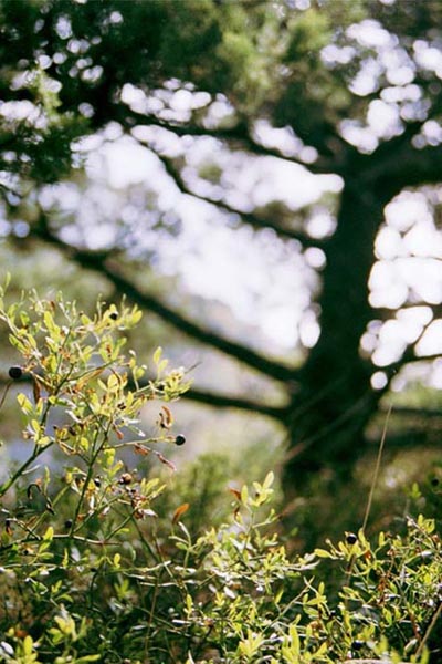 Mountain footpath
---------
 (  ,      )