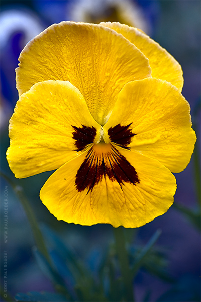    / Yellow Pansy
---------
 (  ,      )