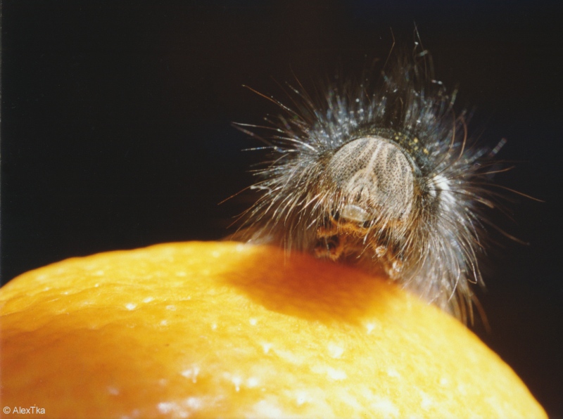 Caterpillar
---------
 (�������� �� �����������, ����� ������� ��� � ������ �����)