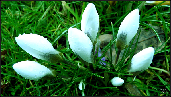 Blumen
---------
 (�������� �� �����������, ����� ������� ��� � ������ �����)