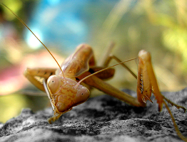 Mantis religiosa5
---------
 (  ,      )