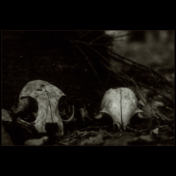 skulls
---------
 (кликните по изображению, чтобы открыть его в полный экран)