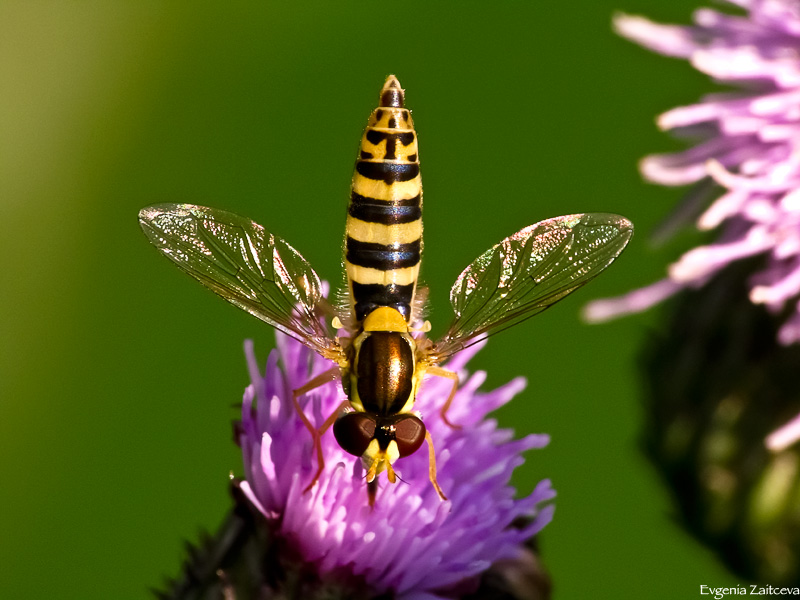 ��������
---------
 (�������� �� �����������, ����� ������� ��� � ������ �����)