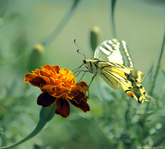 Papilio machaon, Tagetes patula
---------
 (  ,      )